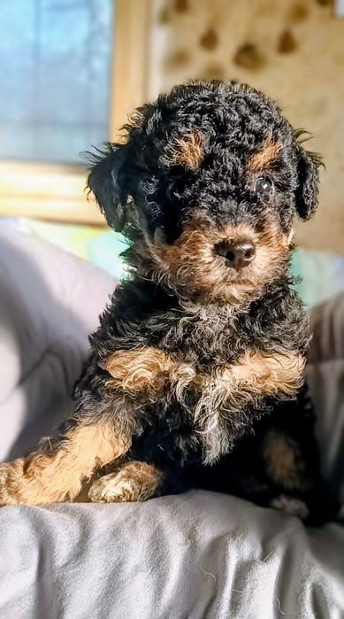 Продавам мини пудели