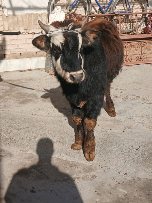 Buqacha sotiladi yeyishi yaxshi kamchiligi yoq 100%