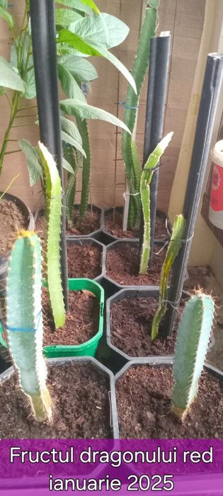 Fructul dragonului Roșu