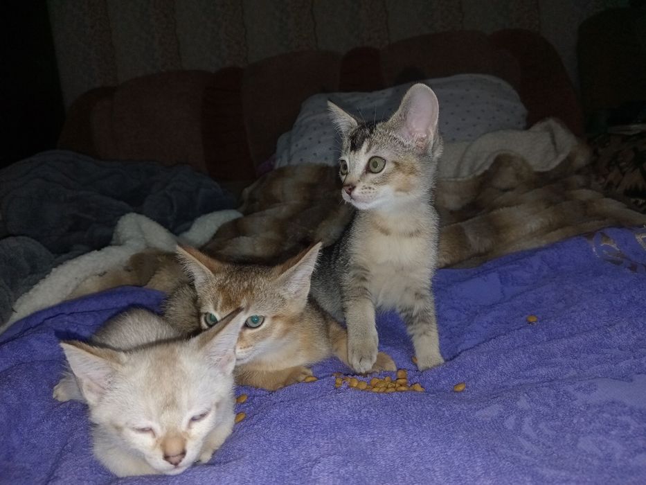 Котята чаузи колор поинт