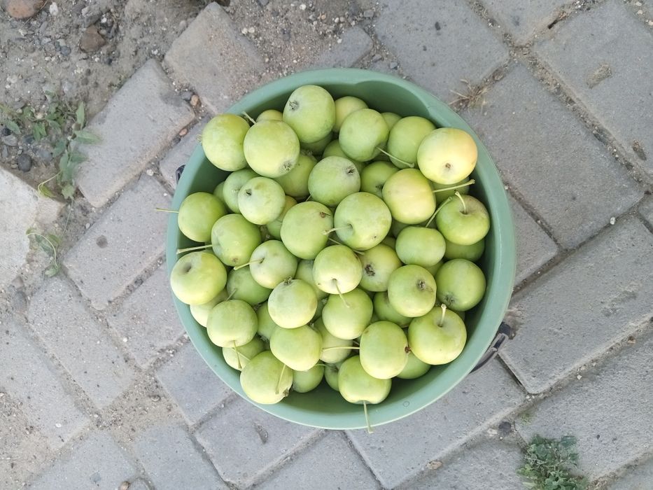 ЯБЛОКИ полусладкий