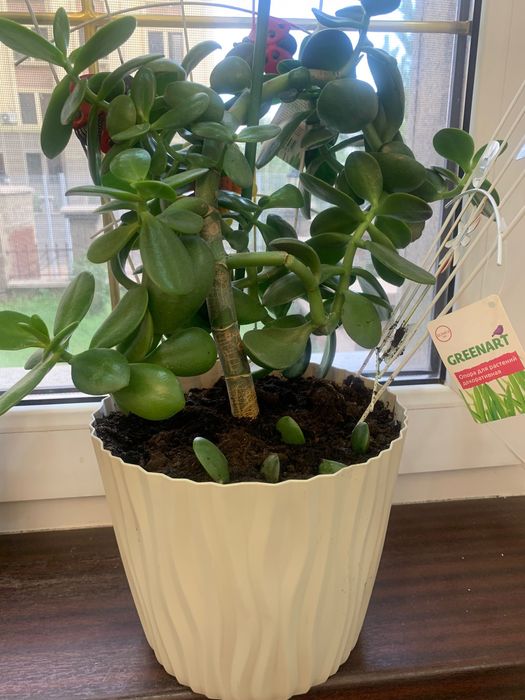 Диффенбахия, юкка и другие