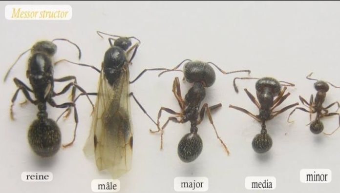 Messor сf structur очень дёшево