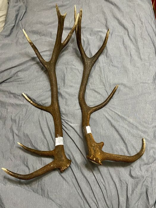 Pereche coarne de cerb