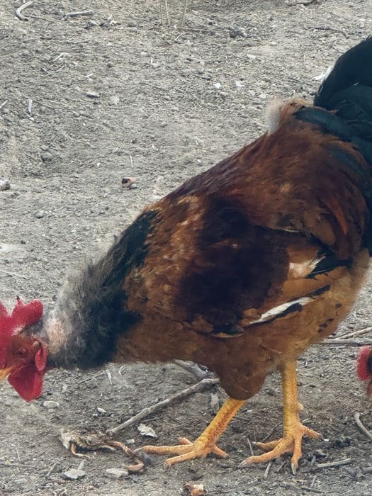 Кораз сатылады 6300тг