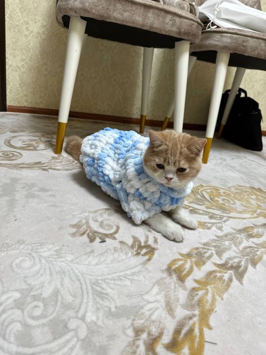 Шотладндский кот Scottish Strayt