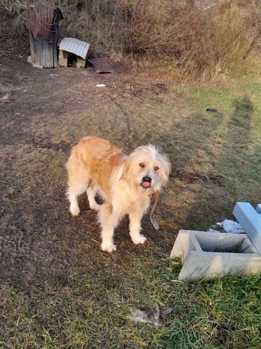 Donez cățiauă de talie medie