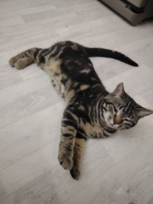 Отдам кошек котов котят