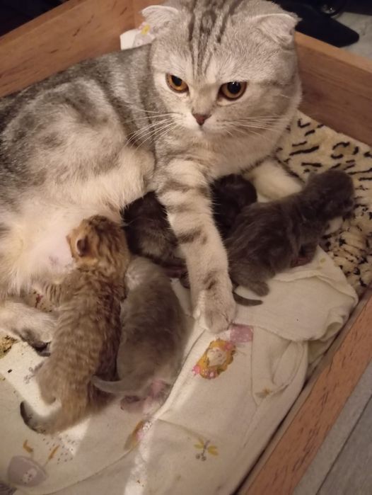 Котята британцы бронь