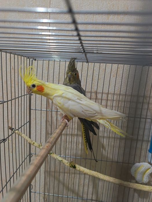 Папугай карелла пара