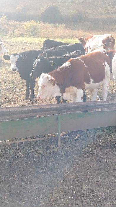 Vând vitei angus si un baltat