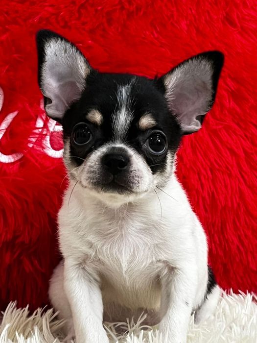 Супер малыш чихуахуа беби фейс