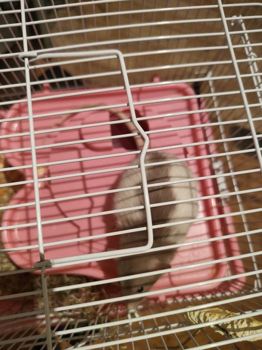 Продам крыс на федоровке