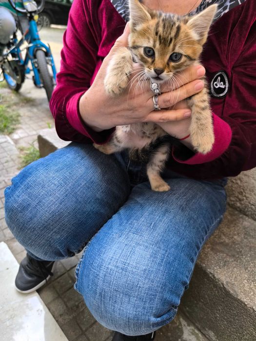 Здравейте, търся осиновители с добри сърца за тези малки котачета