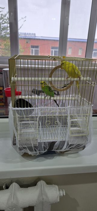 Продам волнистых папугаев