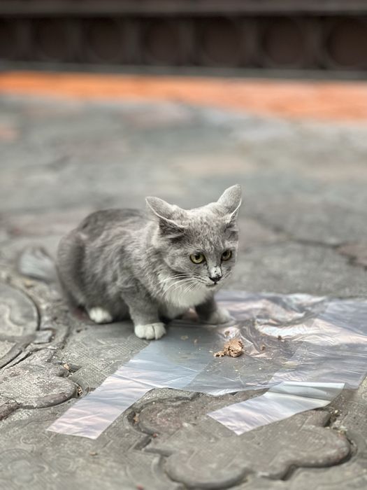 Котенок в самые любящие руки