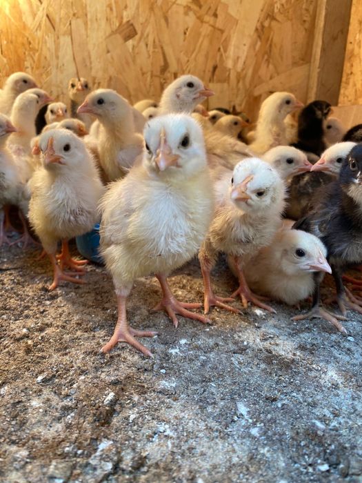 Балапандар сатылады