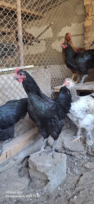 Cocoși australorp 2026 vaccinați.și inelați