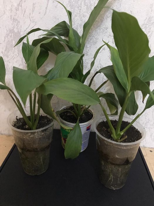 Комнатные цветы.