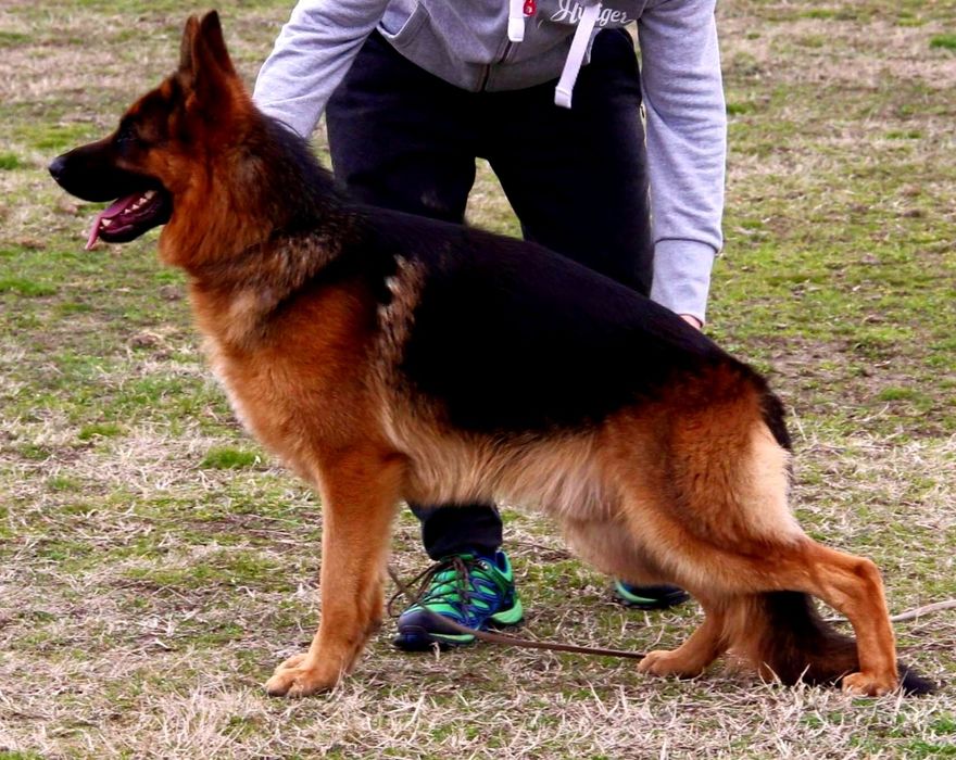 Pui ciobănesc german