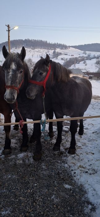 Manze de un an si jumătate