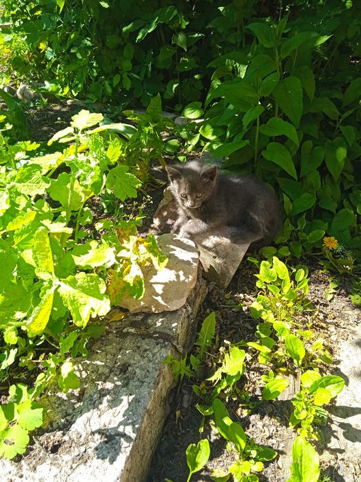 Котята нуждаются в доме