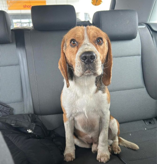 adoptie catel din rasa Beagle