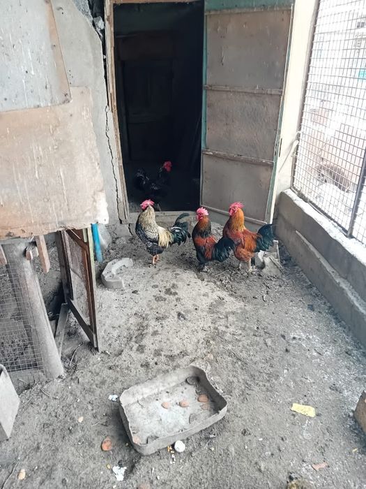 Продам домашние молодые петухи