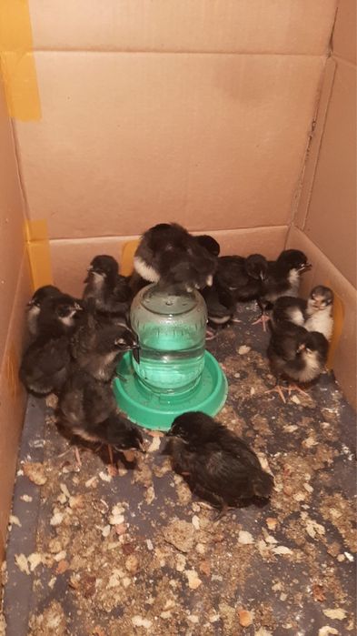 Кучин және Гигант балапандары