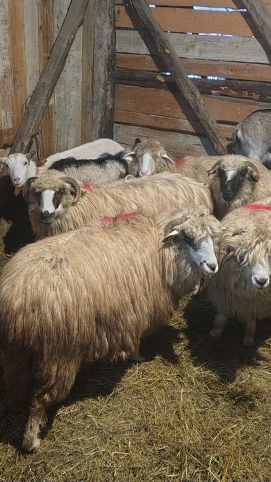 Oi tinere  de vânzare