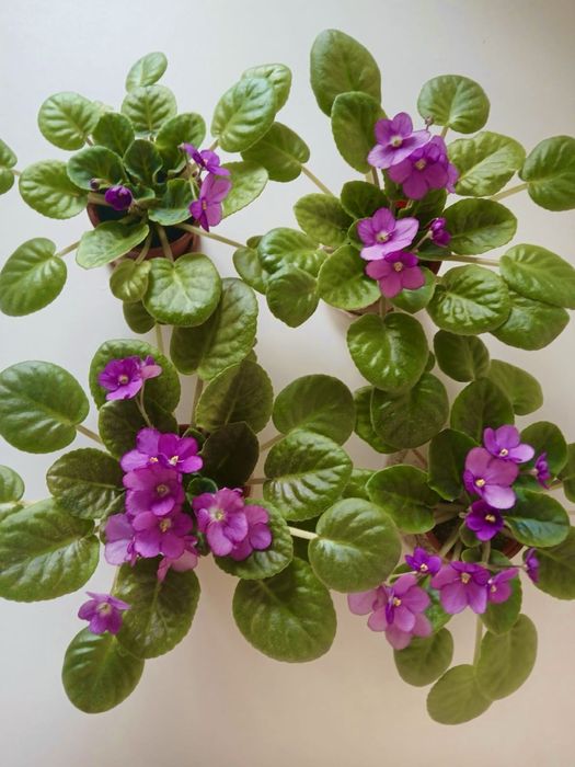 Комнатные цветы.