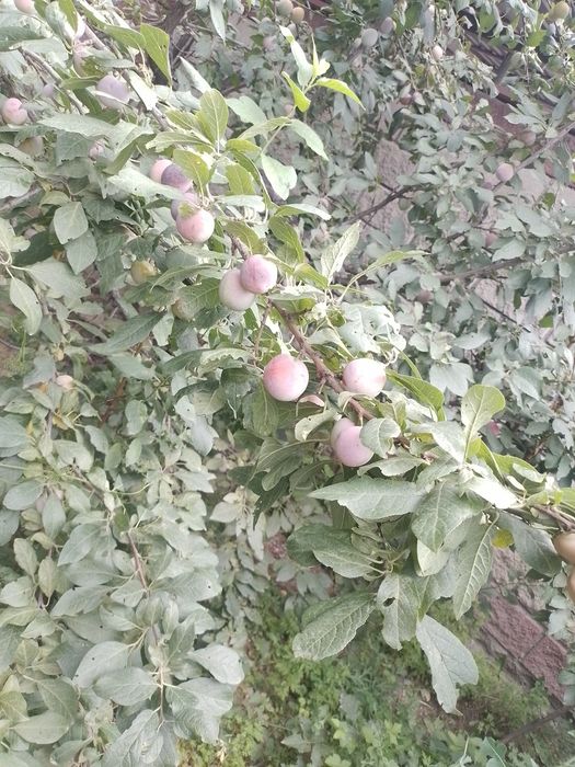 Продам домашние сливы