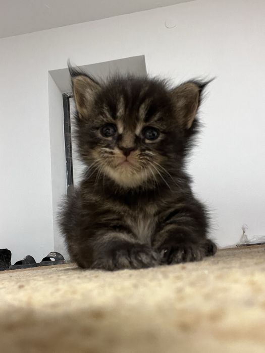 Чистокровные котята мейн кун