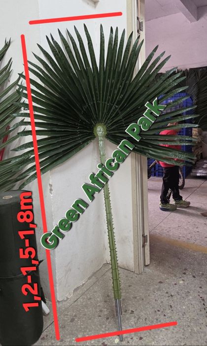 Пальмовы  листья