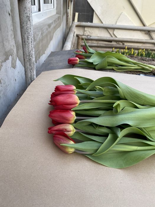 Тюльпаны оптом с теплицы