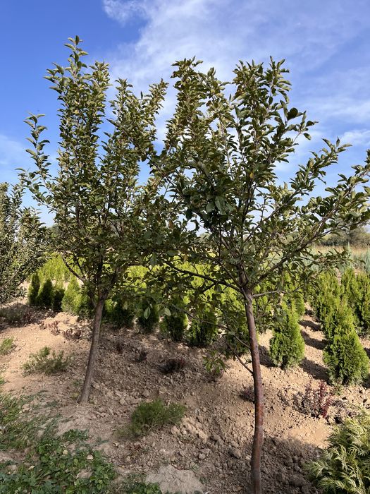 Плодовые деревья