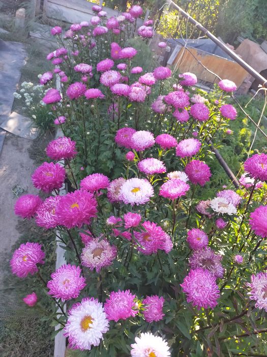 Дача ПК Здравница