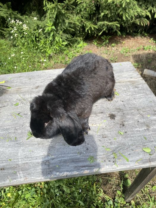 Vand iepuri berbec german