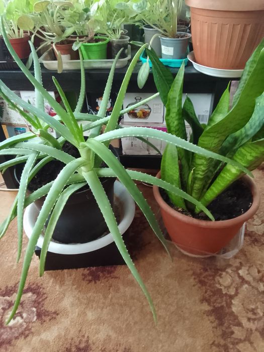 Продам комнатные цветы