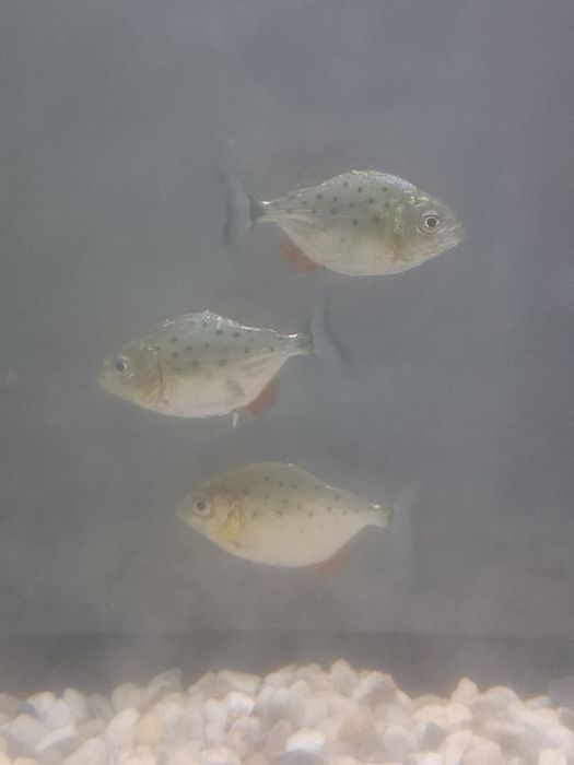 Pesti piranha pui