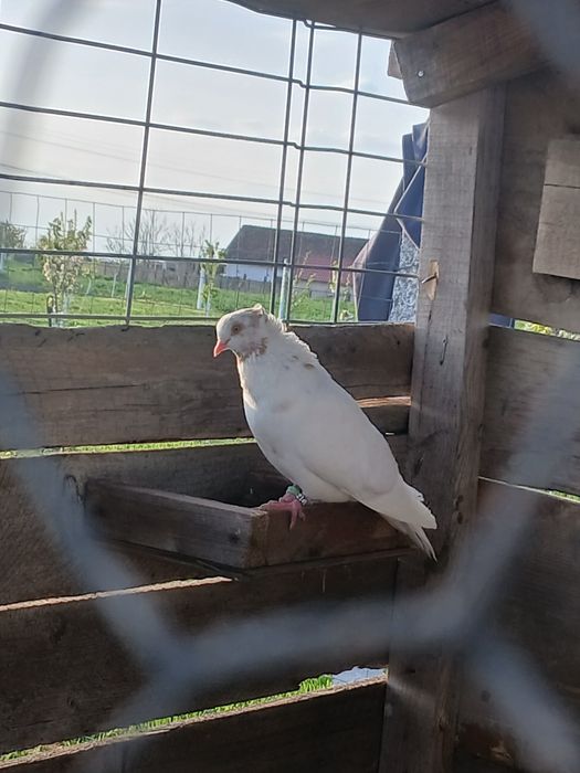 Schimb cu infoieti sau creti