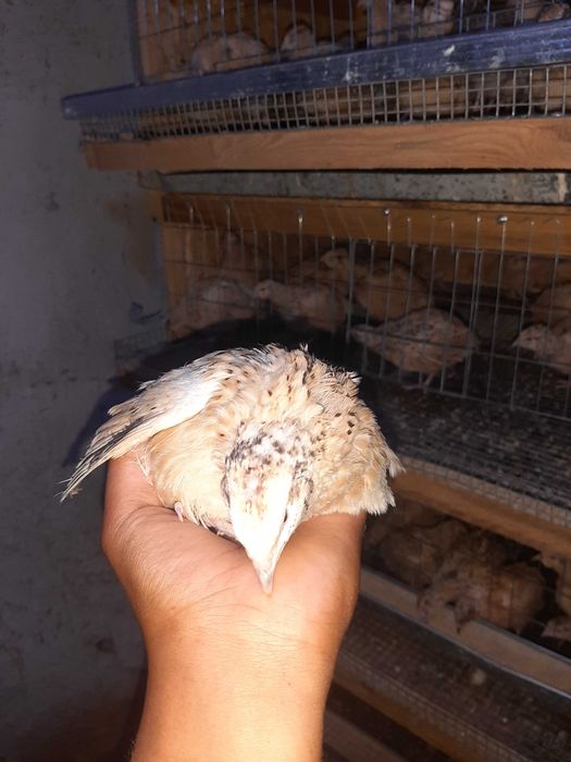 Продаётся перепеля