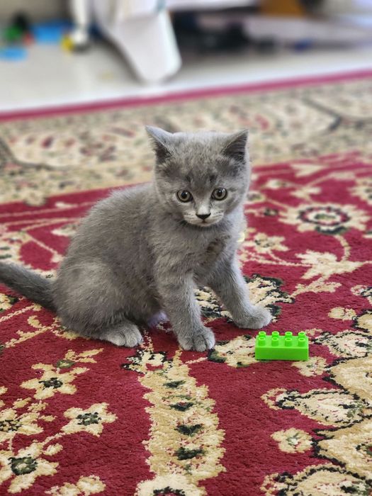 British shorthair zotli mushuk
