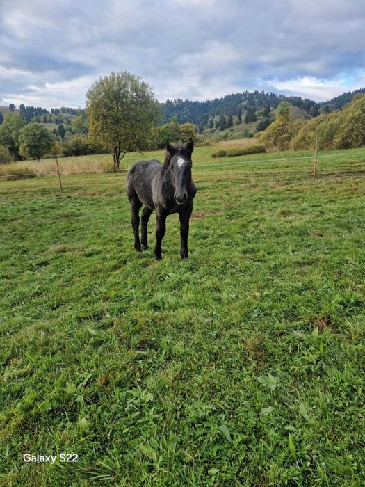 Manza grea sange rece de 6 luni