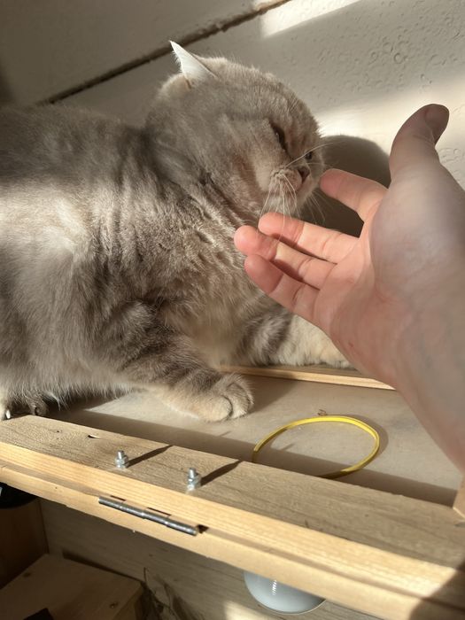 Отдам кошку в добрые руки