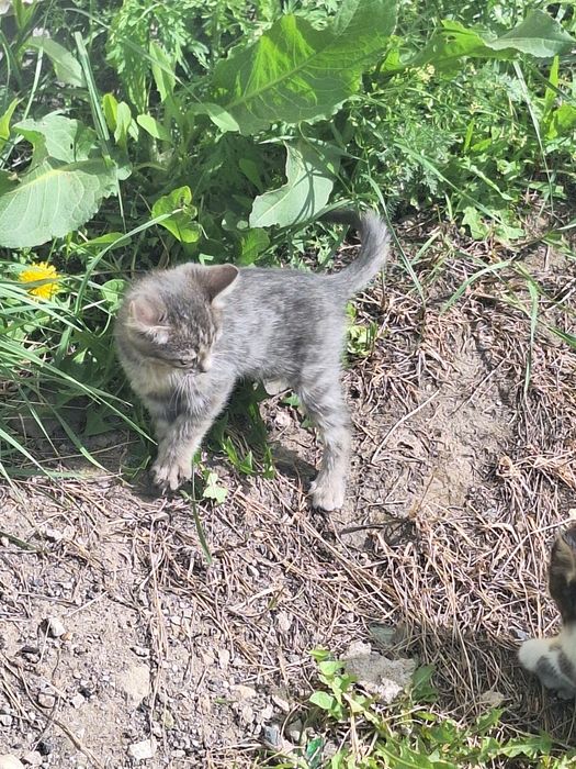 Котята бесплатно