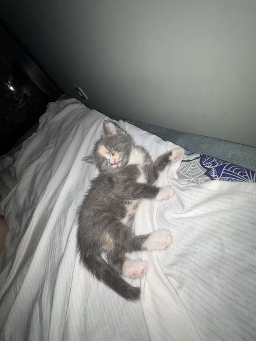 Отдам кошек в хорошие руки