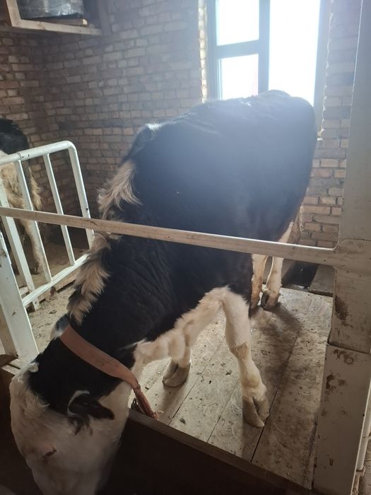 Сиыр сатылады (Сиыр)