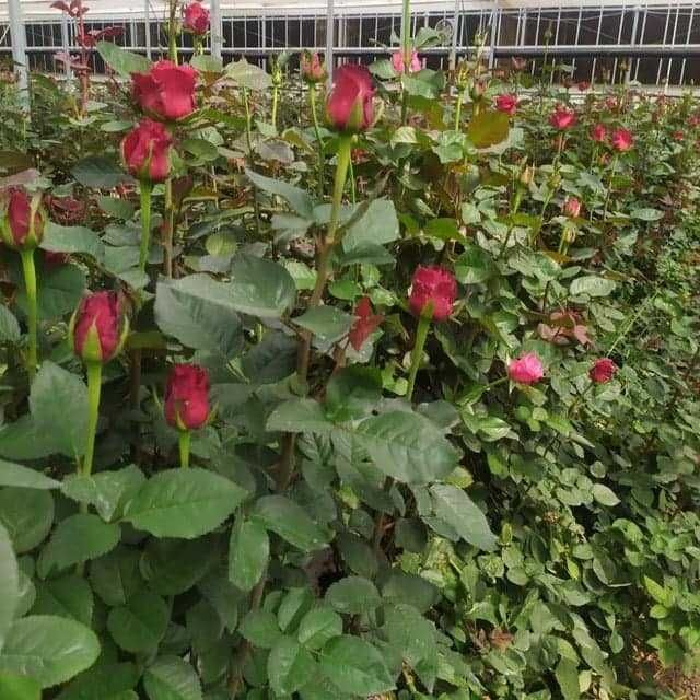 Агро вата для выращивание Розы