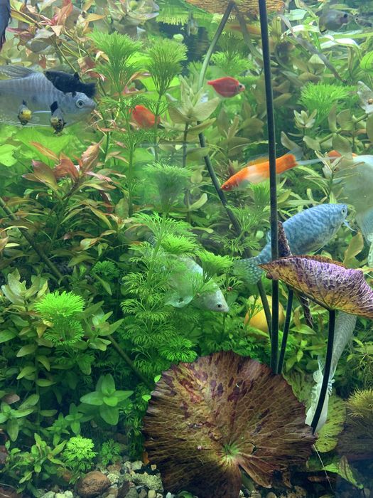 Аквариум усимликлари